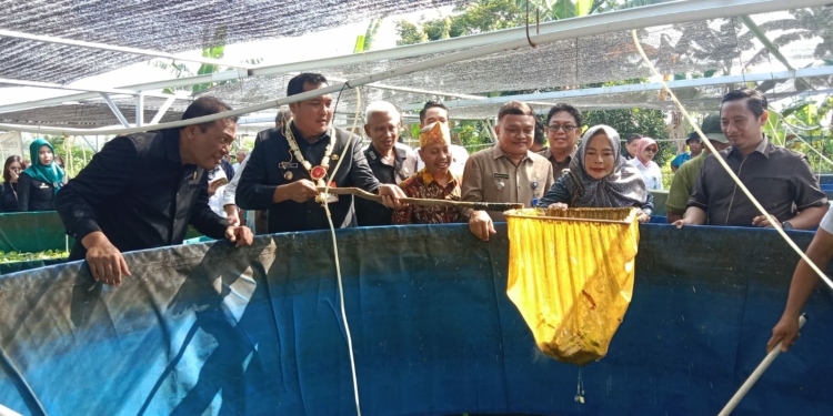 Panen Ribuan Ikan Nila Dari Program RT Mandiri