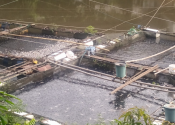 Puluhan Ribu Ikan Di Awang Bangkal Mati