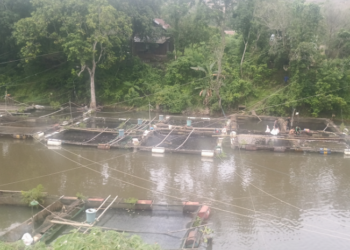 Oksigen Menipis Yang Mengakibatkan Ikan Mati, Ini Solusi Dari Dinas Ketahanan Pangan Dan Perikanan Kabupaten Banjar