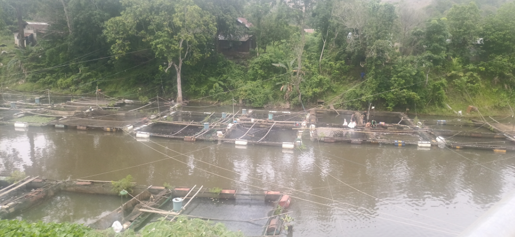Oksigen Menipis Yang Mengakibatkan Ikan Mati, Ini Solusi Dari Dinas Ketahanan Pangan Dan Perikanan Kabupaten Banjar