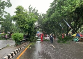 Ini Yang Kesekian Kalinya Pohon Tumbang Di Martapura