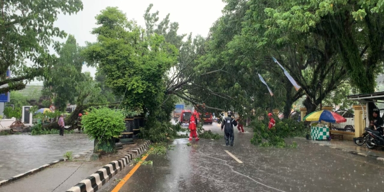 Ini Yang Kesekian Kalinya Pohon Tumbang Di Martapura