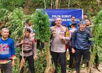 Polisi Temukan 5 Hektar Lahan Ganja
