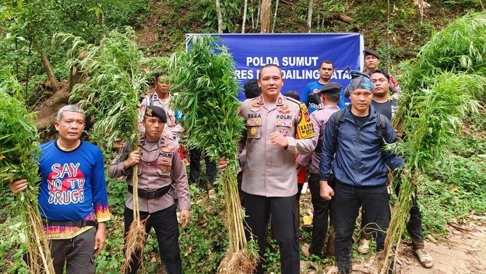 Polisi Temukan 5 Hektar Lahan Ganja