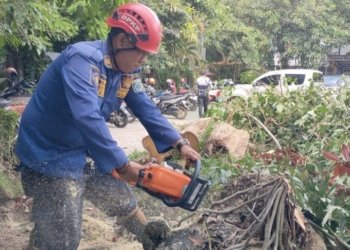 DPKP Kabupaten Banjar Gerak Cepat Saat Ada Pohon Tumbang