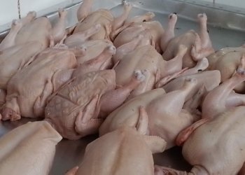 Harga Ayam Tinggi, Konsumen Kabur ke Best Meat