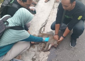 Sempat Jadi Bahan Sayembara, Monyet Liar di Mentaos Sudah Dievakuasi Animal Resque