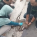 Sempat Jadi Bahan Sayembara, Monyet Liar di Mentaos Sudah Dievakuasi Animal Resque