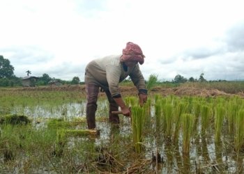 Petani di Palam Banjarbaru Mulai Besarkan Bibit Padi dan Gemburkan Lahan