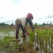 Petani di Palam Banjarbaru Mulai Besarkan Bibit Padi dan Gemburkan Lahan