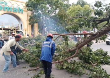 DPKP Kabupaten Banjar Bersihkan Pohon Tumbang Yang Menimpa Pohon Depan Masjid Al Karomah Martapura