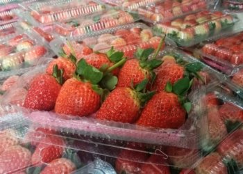 Langka! Omset Jual Buah Strawberry Di Banjarbaru Capai Jutaan Rupiah Perbulan