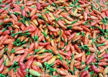 Harga Cabai Perlahan Naik Lagi