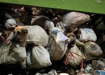5 Terduga Tersangka Kasus Pengiriman Anjing Diamankan Polisi