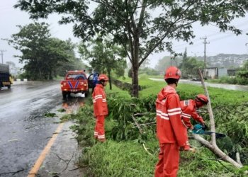 DPKP Kabupaten Banjar Melakukan Pembersihan Pohon Tumbang