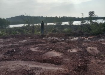 Hutan Bakau Di Bukit Harimau Patam Lestari Kota Batam Di Babat