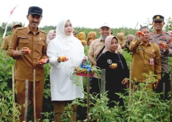 Bupati Banjar Panen Sayur Sekaligus Penyerahan Bantuan Untuk Enam KWT Dan Satu Kelompok Tani
