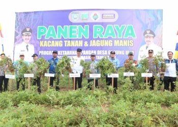 Manfaatkan Lahan Sawit, Warga Desa Gunung Ulin Tanam Kacang Dan Jagung