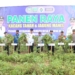 Manfaatkan Lahan Sawit, Warga Desa Gunung Ulin Tanam Kacang Dan Jagung