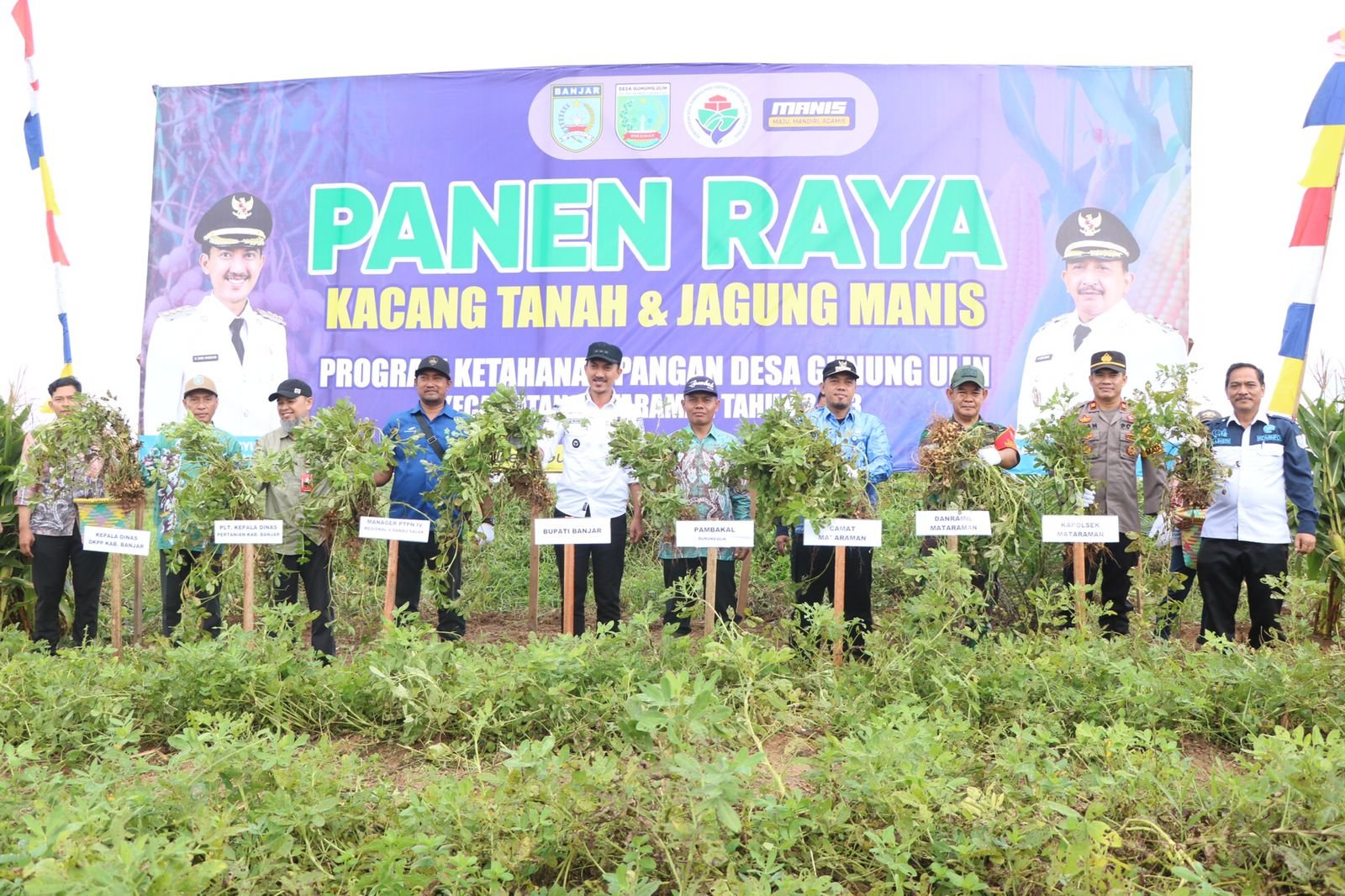 Manfaatkan Lahan Sawit, Warga Desa Gunung Ulin Tanam Kacang Dan Jagung