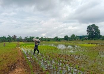 Kecamatan Cempaka Ditargetkan Tanam Padi 120 Hektare di Bulan Februari