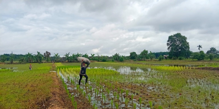 Kecamatan Cempaka Ditargetkan Tanam Padi 120 Hektare di Bulan Februari