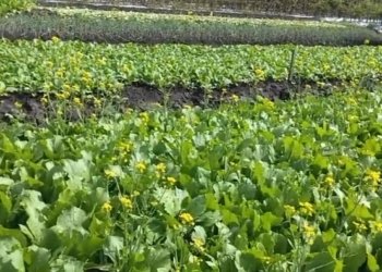 Makan Sayur Dan Buah Bikin Kenyang Lebih Lama Saat Sahur