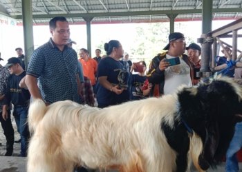 Guna Meningkatkan Populasi Dan Produksi Ternak, Pemko Banjarbaru Gelar Kontes Kambing