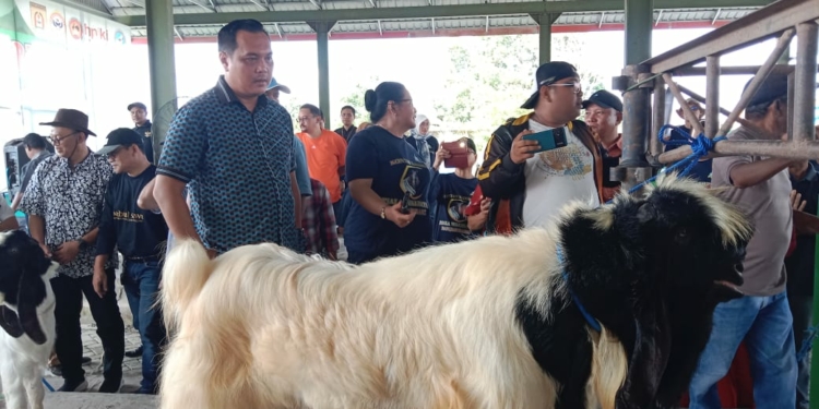 Guna Meningkatkan Populasi Dan Produksi Ternak, Pemko Banjarbaru Gelar Kontes Kambing