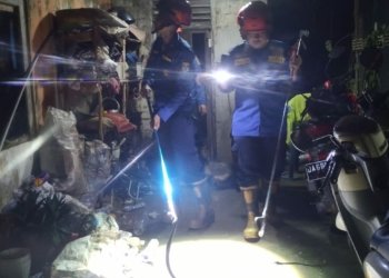 Dalam Satu Malam, DPKP Kabupaten Banjar Terima Laporan Adanya Ular Kobra Di Dalam Rumah