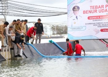 Ekosistem Electrifying Marine Semakin Luas, Shrimp Estate Provinsi Kalteng Powered by PLN