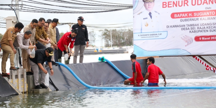 Ekosistem Electrifying Marine Semakin Luas, Shrimp Estate Provinsi Kalteng Powered by PLN