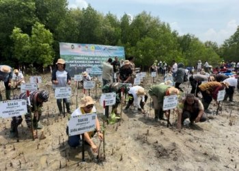 PLN Tanam Ribuan Mangrove, Rehabilitasi Pesisir Tanah Merah dan Menipo di NTT
