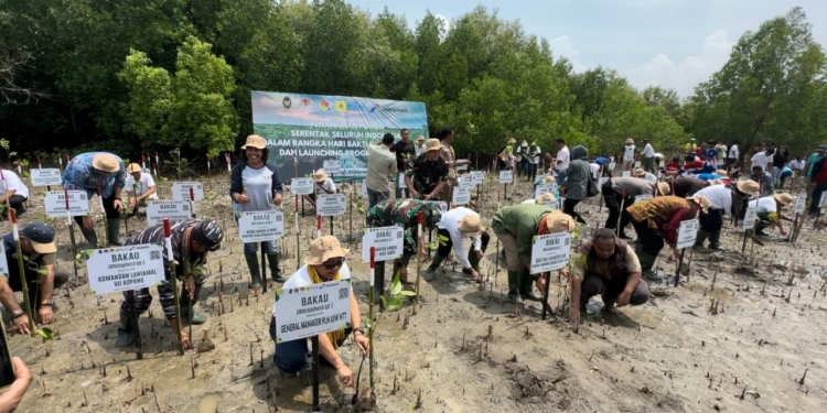 PLN Tanam Ribuan Mangrove, Rehabilitasi Pesisir Tanah Merah dan Menipo di NTT