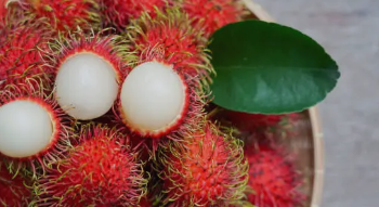 Selain Buahnya, Berikut Manfaat Daun Pohon Rambutan Bagi Kesehatan