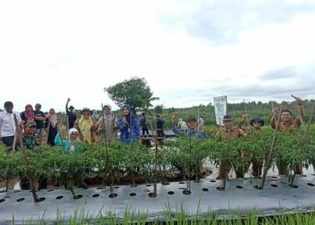 Panen Cabe Merah Di Desa Abumbun Jaya, Sebagai Motivasi Generasi Milenial