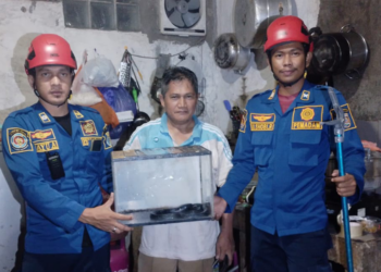 DPKP Kabupaten Banjar Amankan 2 ular Cobra