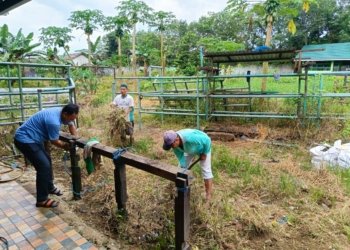 Pemotongan Sapi Untuk Haul Datu Kalampayan, RPH Martapura Bersihkan Lokasi