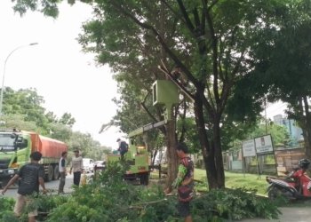 Jaga Keindahan Dan Keselamatan Warga, DLH Banjarbaru Pangkasi Pohon