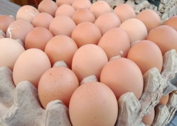 Harga Telur Ayam di Kota Banjarbarui Mulai Turun