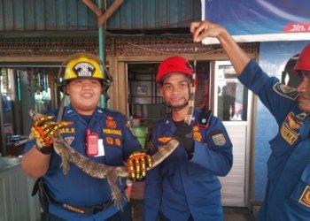 DPKP Kabupaten Banjar Amankan Biawak