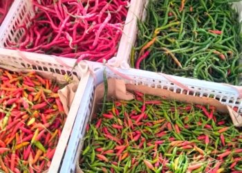 Fluktuasi Harga Cabai Bikin Pusing Pedagang di Pasar Bauntung