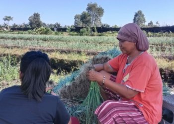 Begini Dampak Perubahan Cuaca Terhadap Hasil Panen Bawang Prei