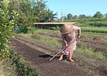 Petani Keluhkan Sayur Kangkung Rusak