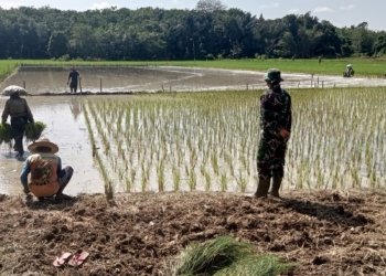 Babinsa Lakukan Komsos Dalam Rangka Meningkatkan Hasil Pertanian