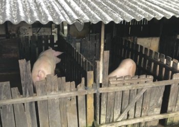 Kadang Babi Tak Sesuai Perda, Emi: Jangan Ada Diskriminasi Terhadap Minoritas