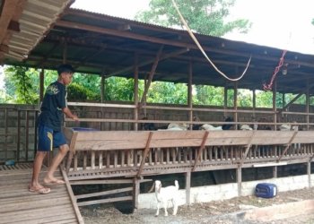 Jelang Idul Adha, Peternak Kambing Mulai Kebanjiran Pembeli