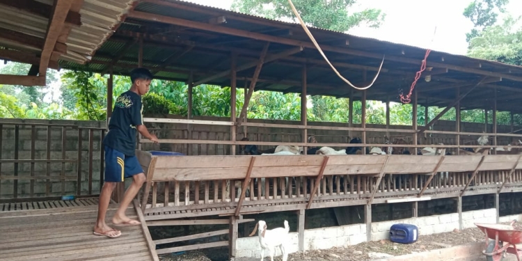 Jelang Idul Adha, Peternak Kambing Mulai Kebanjiran Pembeli