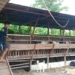 Jelang Idul Adha, Peternak Kambing Mulai Kebanjiran Pembeli