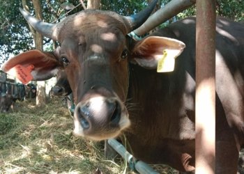 Jelang Idul Adha, DKP3 Banjarbaru Awasi Kesehatan Hewan Kurban